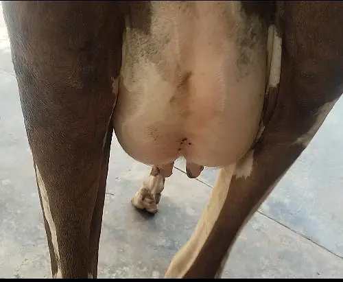cow pure ferzion 03459752637 — photo 6