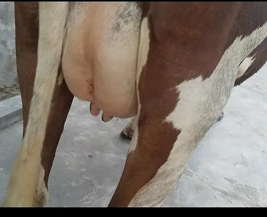 cow pure ferzion 03459752637 — photo 7