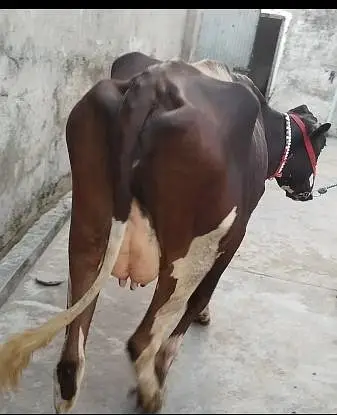 cow pure ferzion 03459752637 — photo 8
