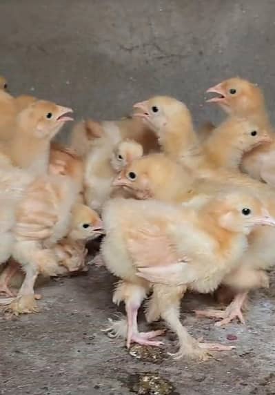 Golden buff heavy chicks