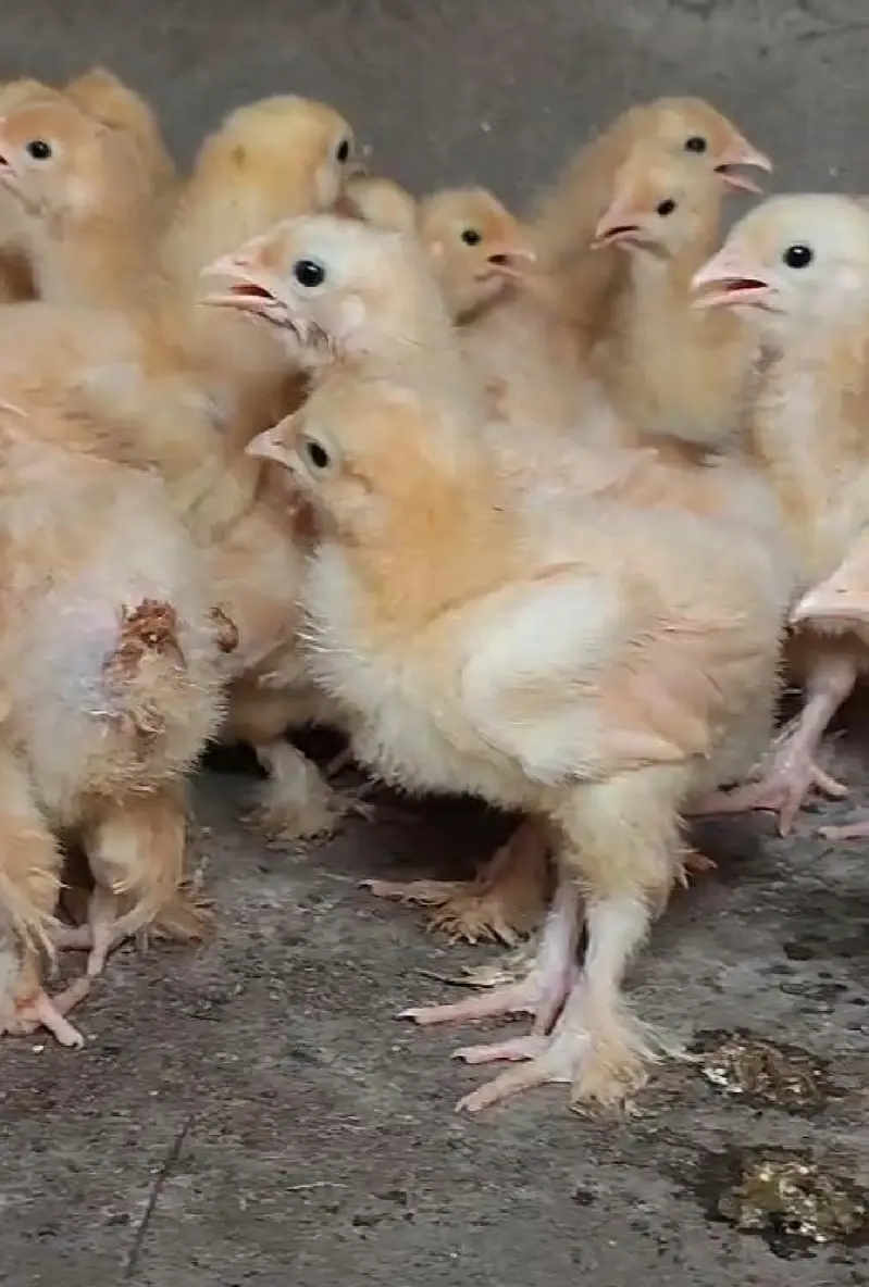 Golden buff heavy chicks — photo 2
