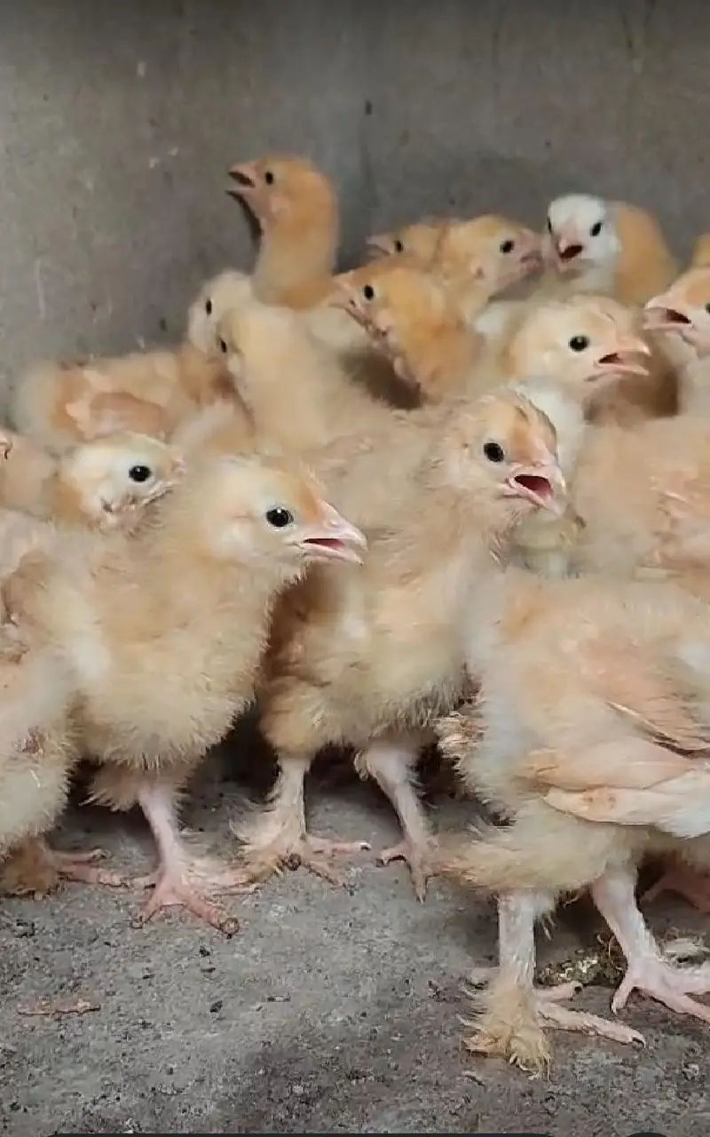 Golden buff heavy chicks — photo 3