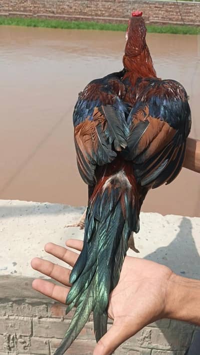 فائٹر بلڈ لائن