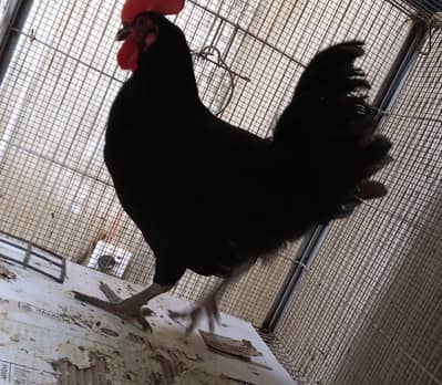 Australorp
