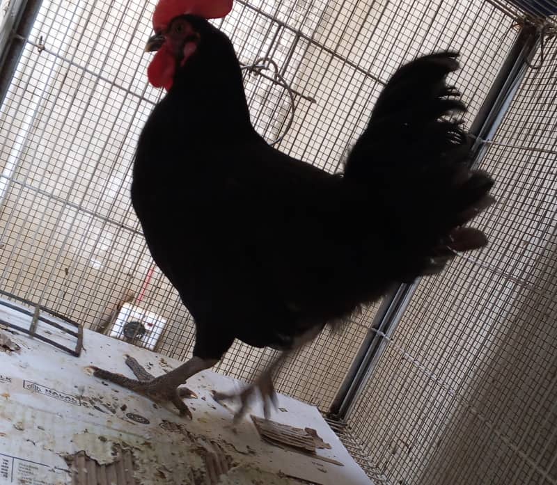 Australorp 0