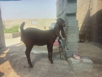 KAMORI BAKRI FOR SALE