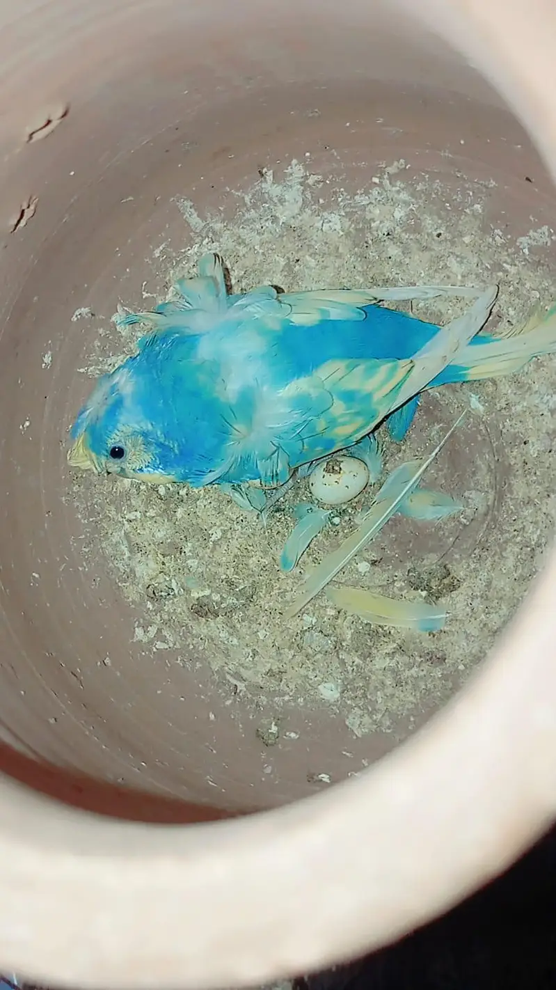 hogoromo breeder pair — photo 3