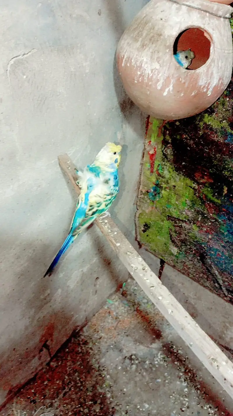 hogoromo breeder pair — photo 4