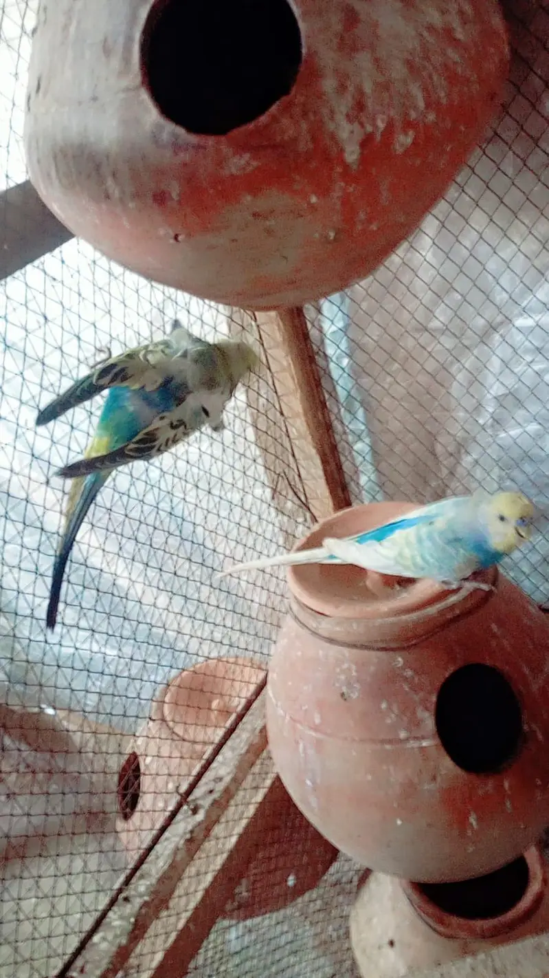hogoromo breeder pair — photo 9