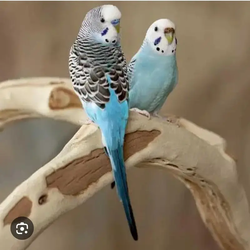 best pair of Australian — photo 2