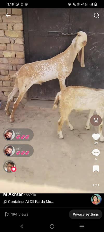 Bakra for sale