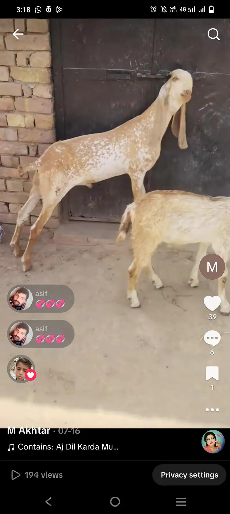 Bakra for sale