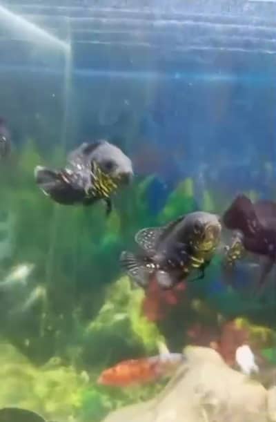Oscar fish  6 pairs