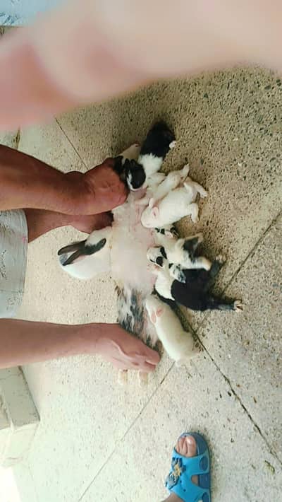 rabbit for sale