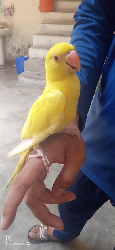 yellow parrot for sale 03127093372