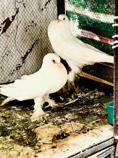 Gubara kabotar