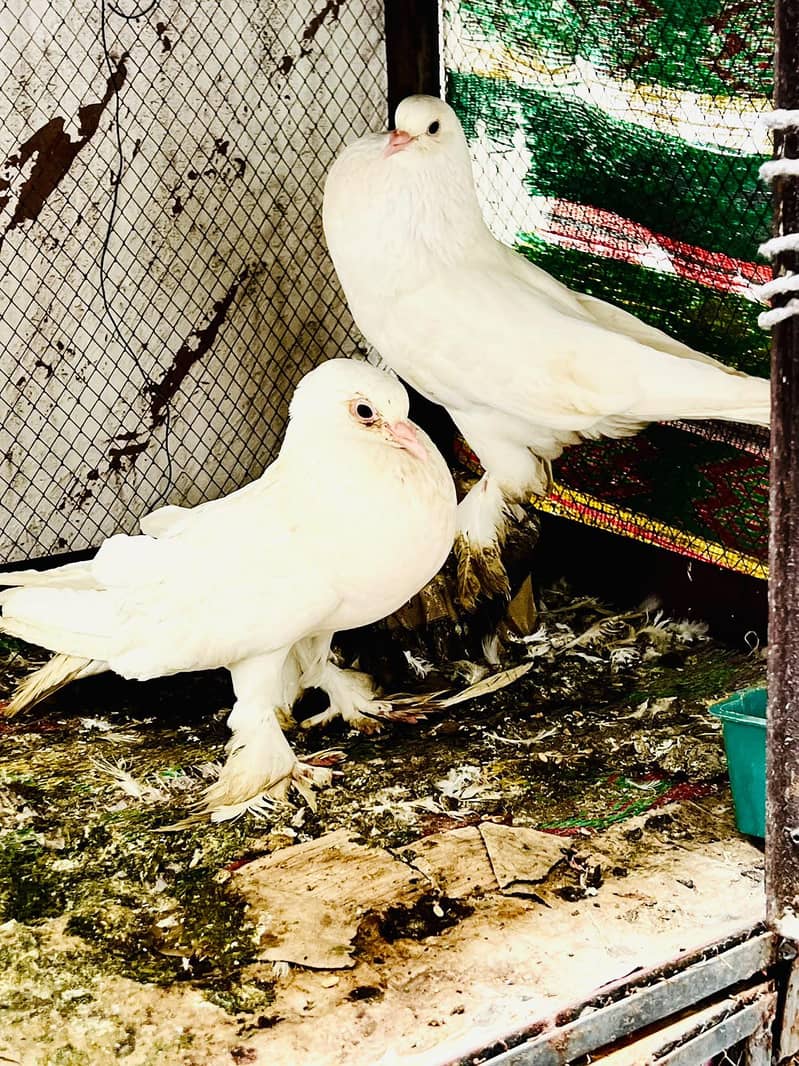Gubara kabotar 0