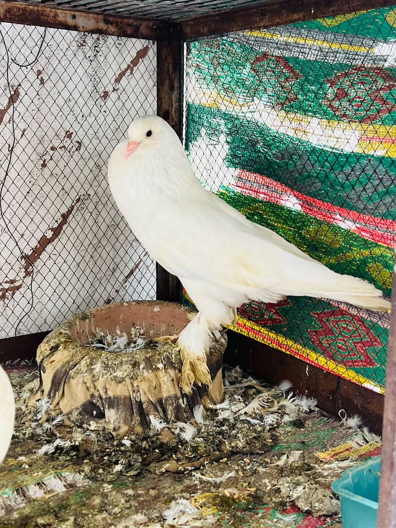 Gubara kabotar 1