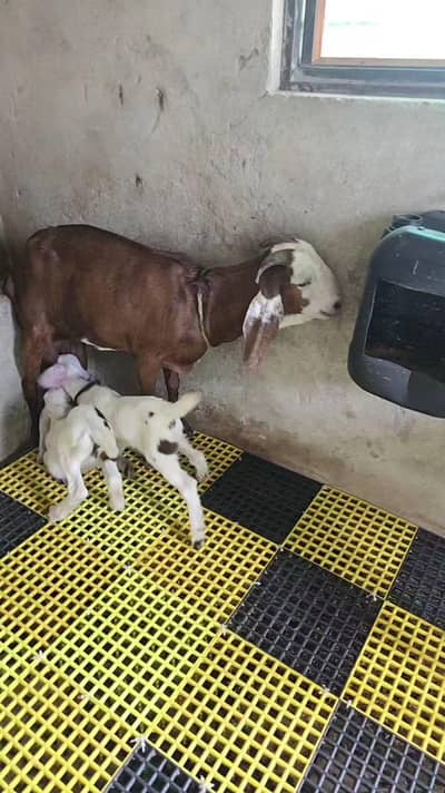 Bakri with 2 female kids