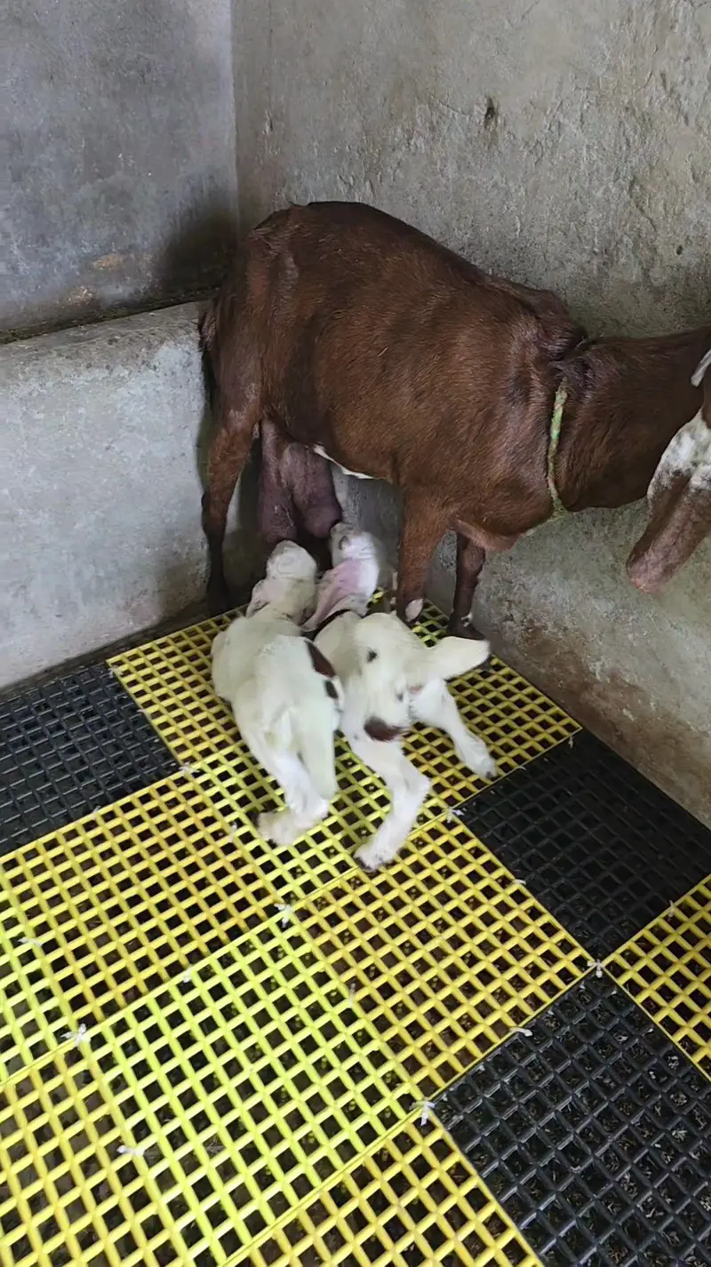Bakri with 2 female kids — photo 2