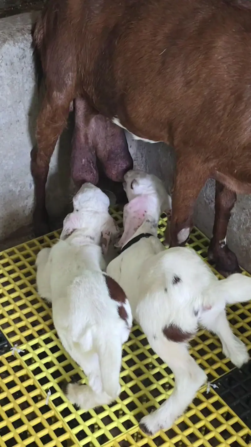 Bakri with 2 female kids — photo 3