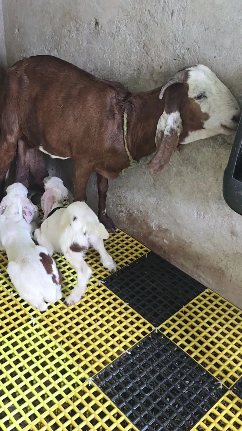 Bakri with 2 female kids — photo 4