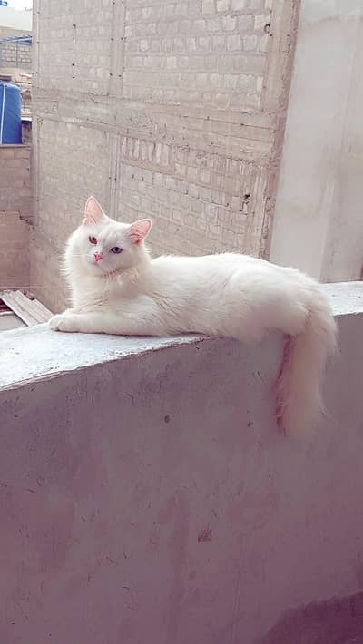 Persian cat