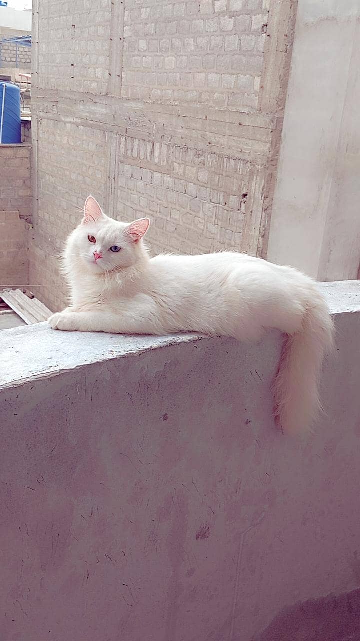 Persian cat 0