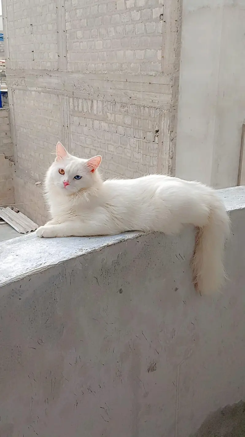 Persian cat — photo 2