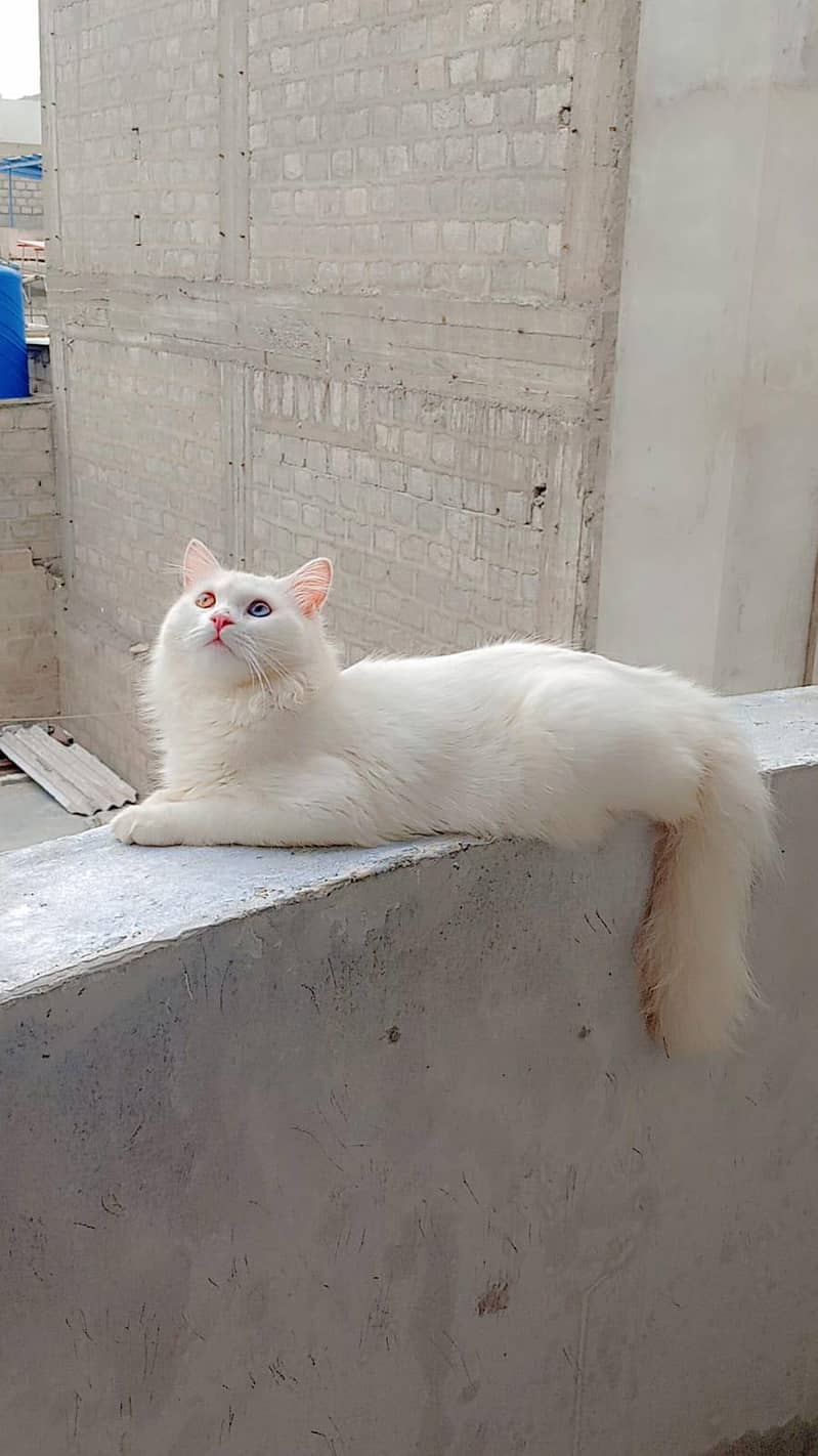 Persian cat 2
