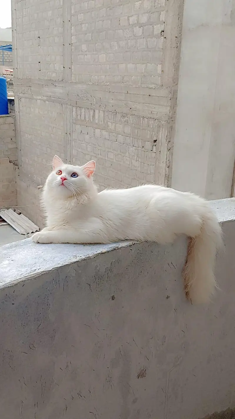 Persian cat — photo 3