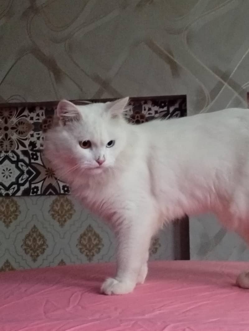 Persian cat 3