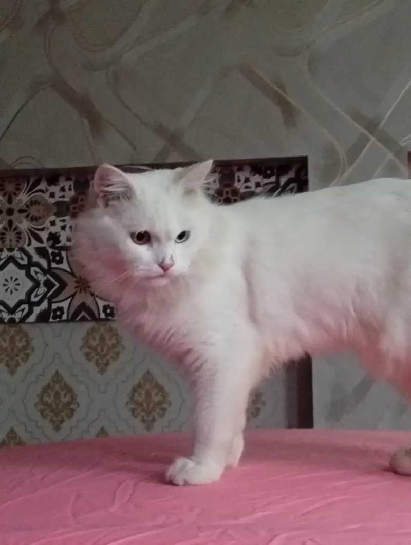 Persian cat — photo 4