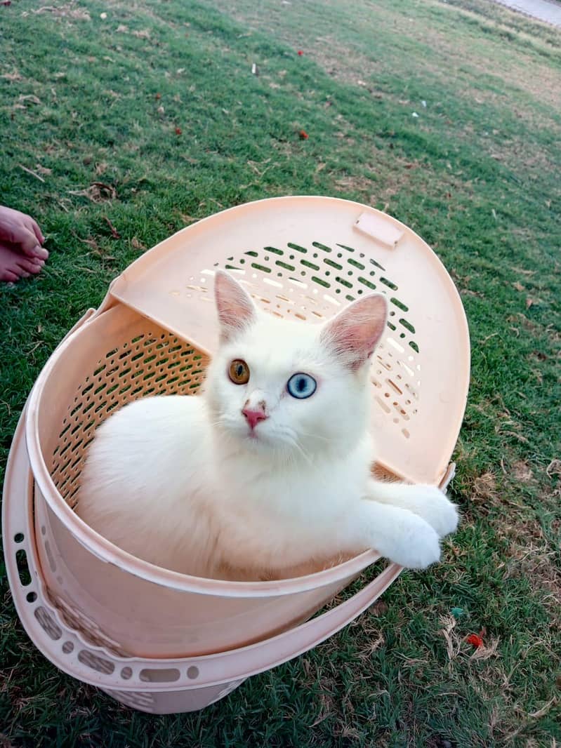 Persian cat 4