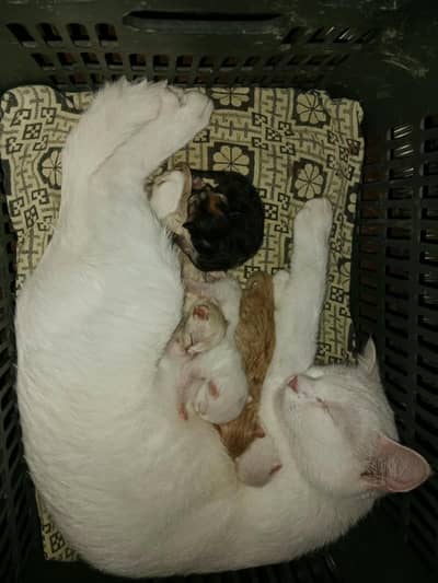 mother cat and 5 baby kittens