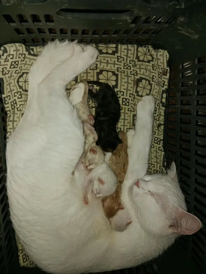 mother cat and 5 baby kittens — photo 2