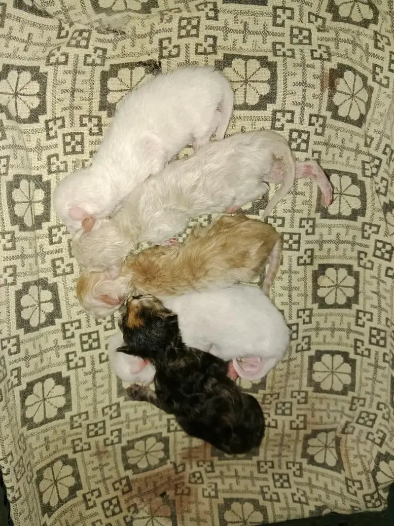mother cat and 5 baby kittens — photo 3