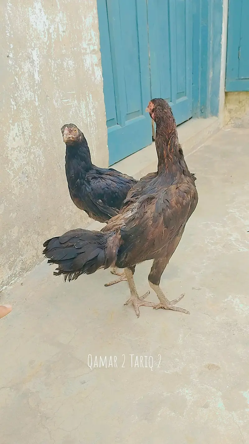 Aseel  Miawali — photo 3