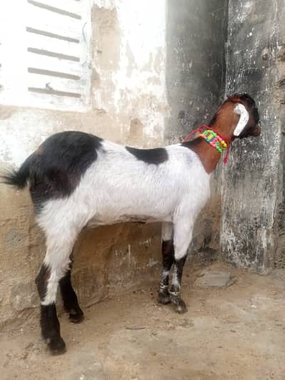 2 daant desi bakri for sell