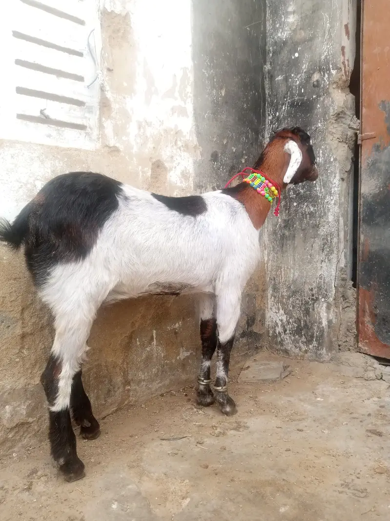 2 daant desi bakri for sell — photo 2