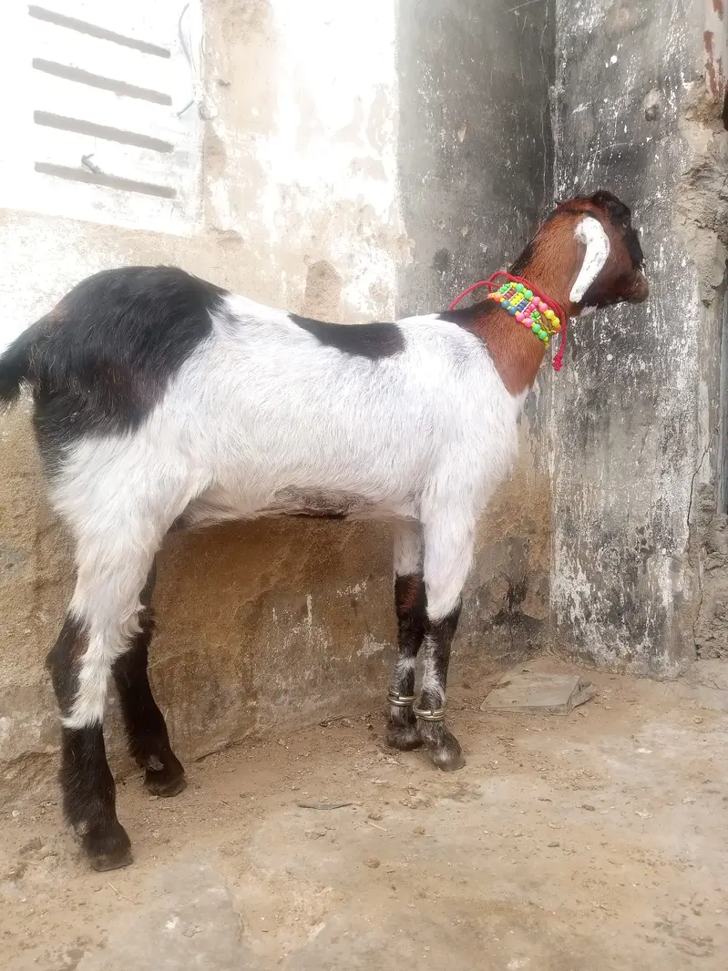 2 daant desi bakri for sell — photo 3