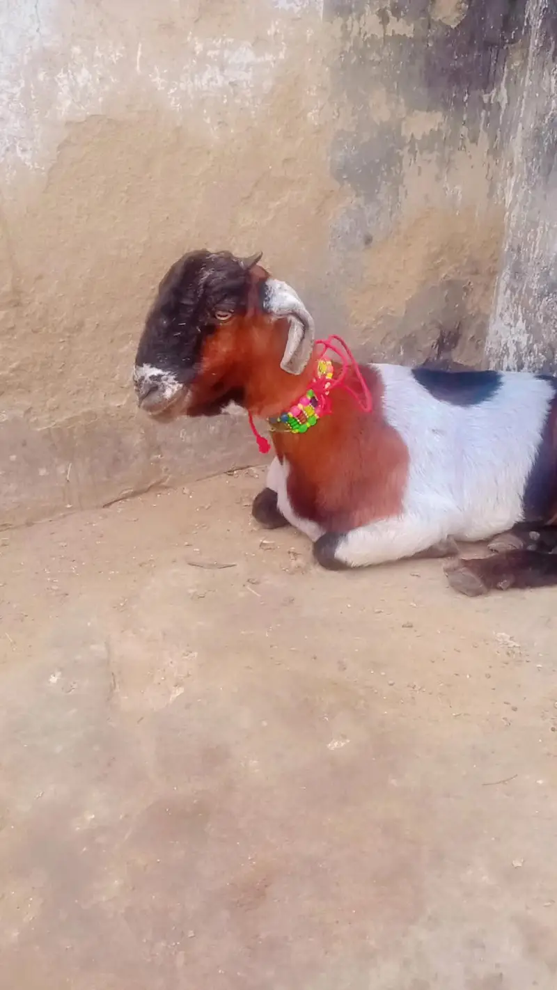 2 daant desi bakri for sell — photo 4