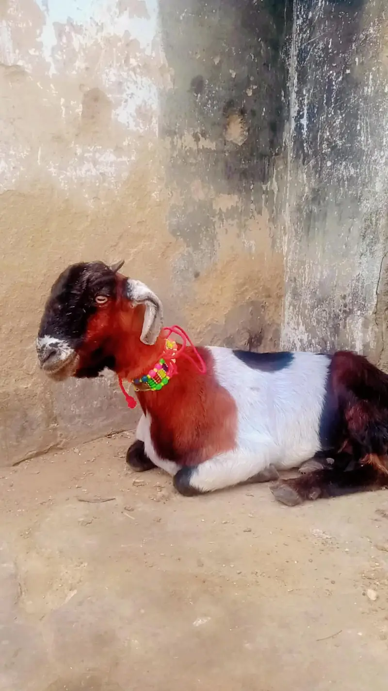2 daant desi bakri for sell — photo 5