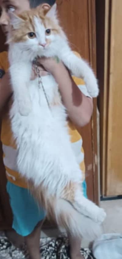 beautiful bi Color Persian cat on urgent sell