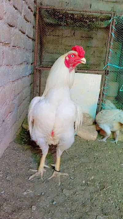  بھٹی اصیل کلب