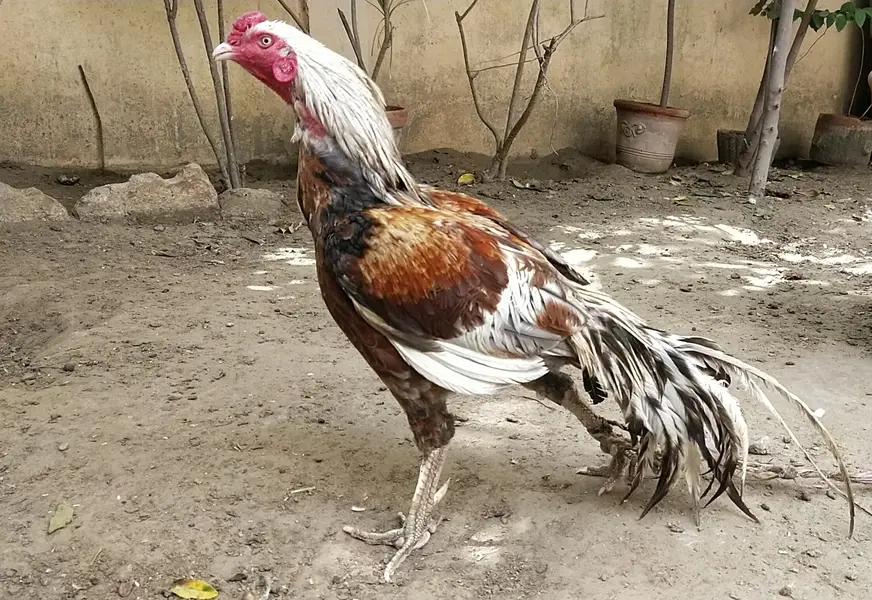 Beautiful Aseel Murga — photo 2
