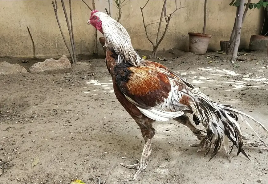 Beautiful Aseel Murga — photo 3