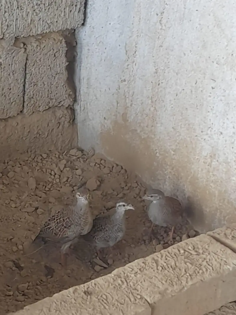 Dakni teeter chicks