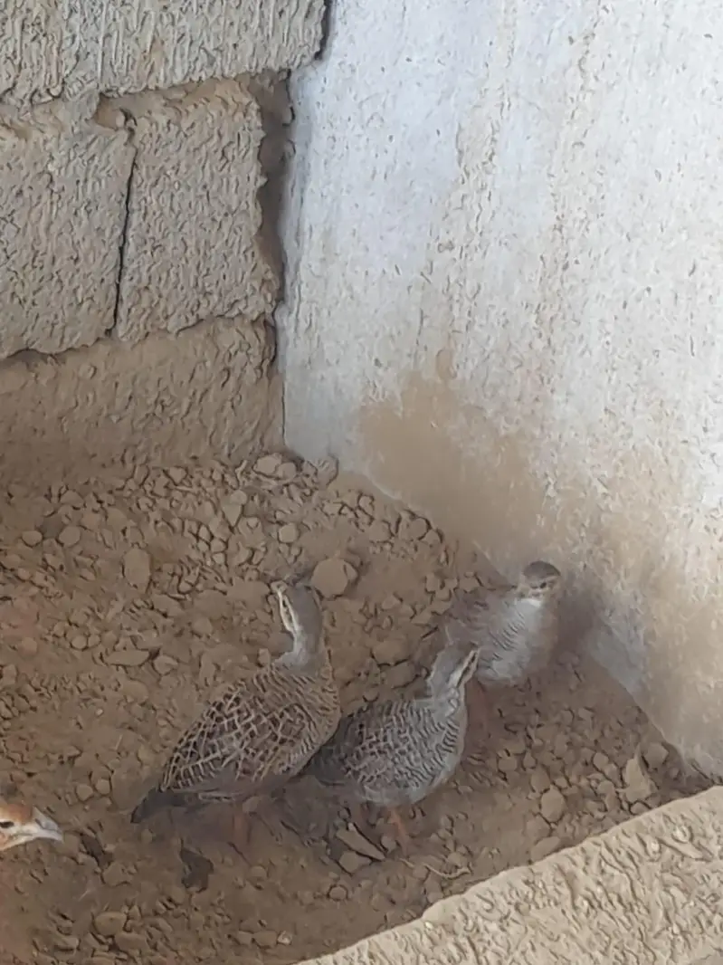 Dakni teeter chicks — photo 2