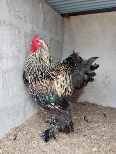BLACK PARTRIDGE BRAHMA